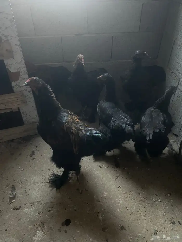 دجاج براهما 2