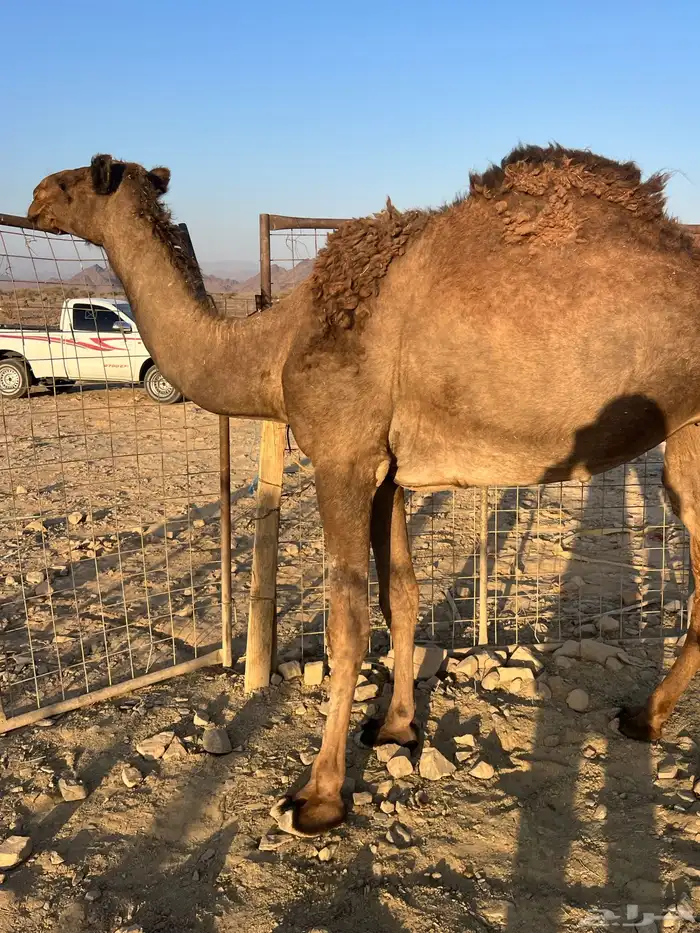 لقحه بكر عبدانيه ب 8800 تم البيع 6