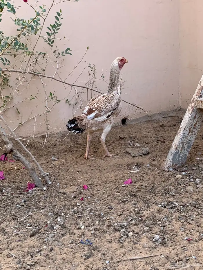 دجاجه باكستاني و ديك باكستاني 3