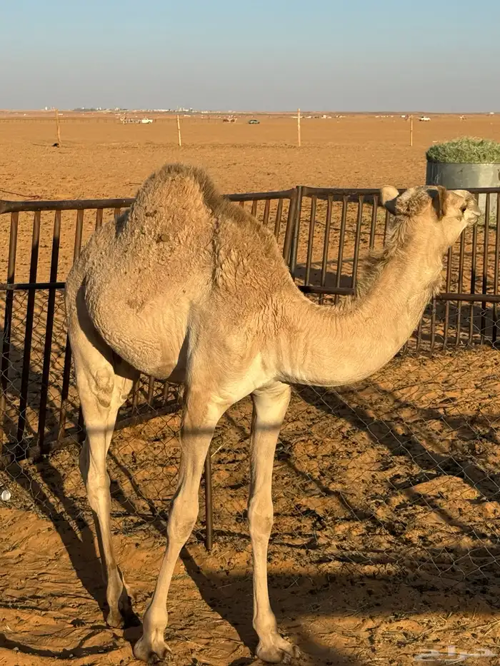 حاشي عمره حوالي 9 اشهر 0