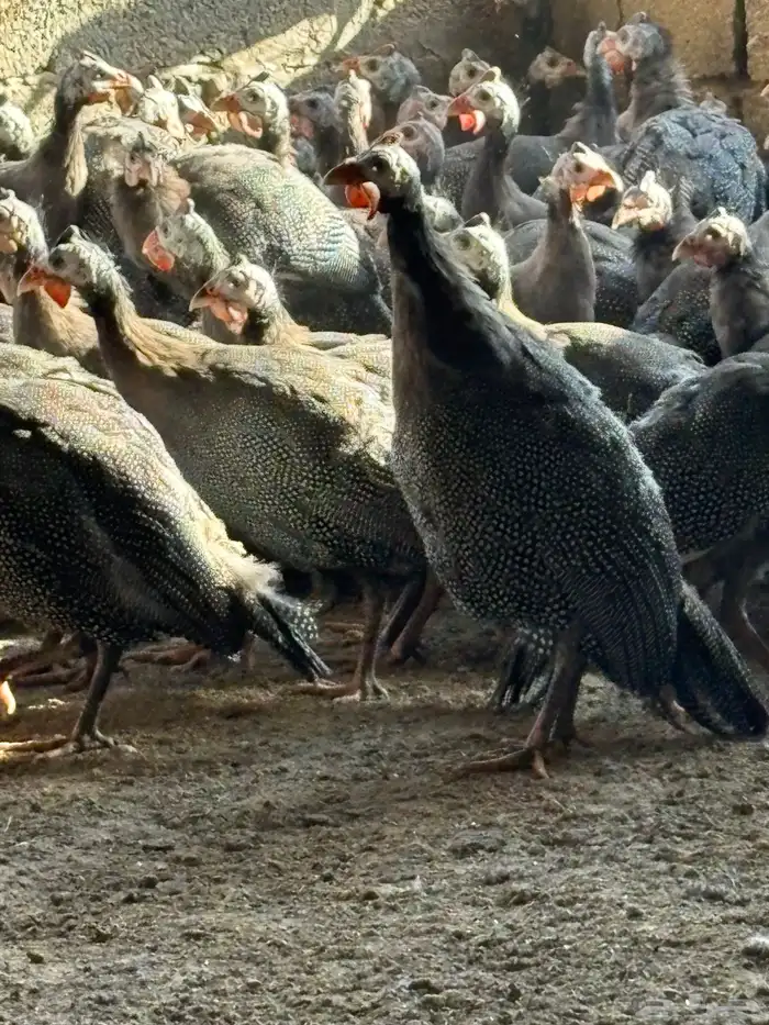 دجاج حبشي بشاير قريب البيض العمر خمس شهور 5