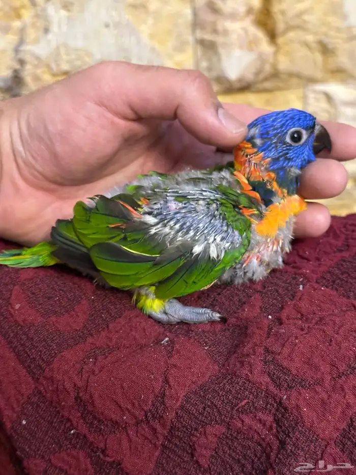 فرخ لوري تم البيع 3