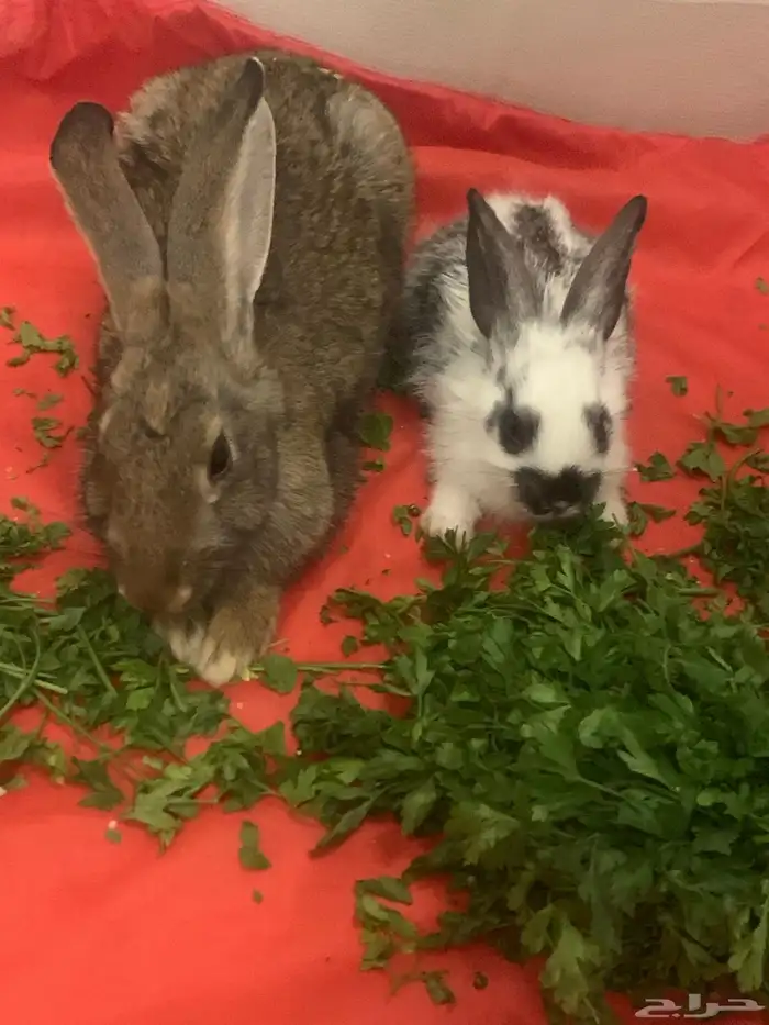 أرانب للبيع 0