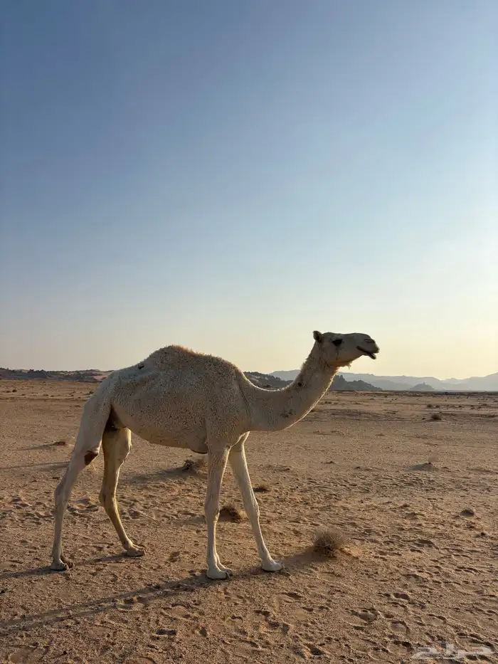 للبيع ضروبه السن رباع 1