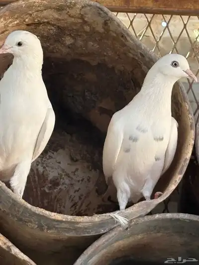 عشه هنديات من نوع الوحشيات حلوات index