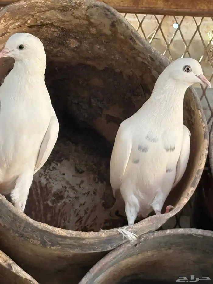 عشه هنديات من نوع الوحشيات حلوات 7