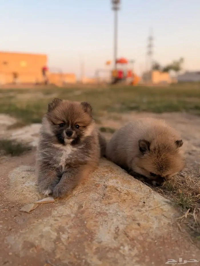 كلاب بومرينيان 1