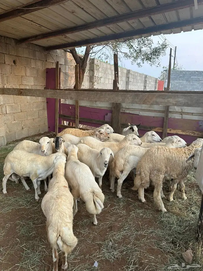 ذبايح بلدي وحر ي للبيع 1