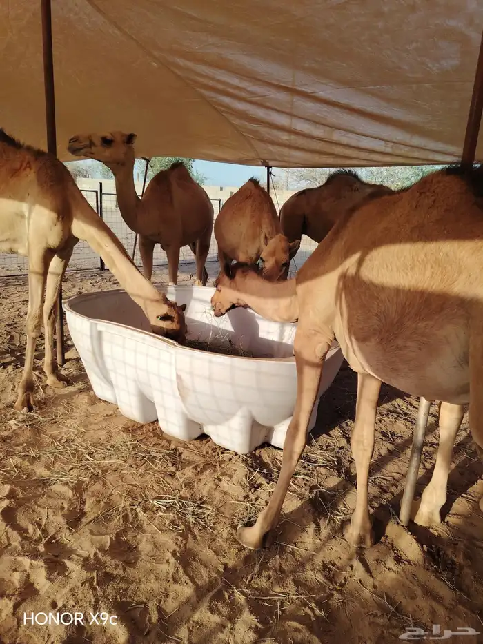 قعدان مرابى لحم ممتاز 0