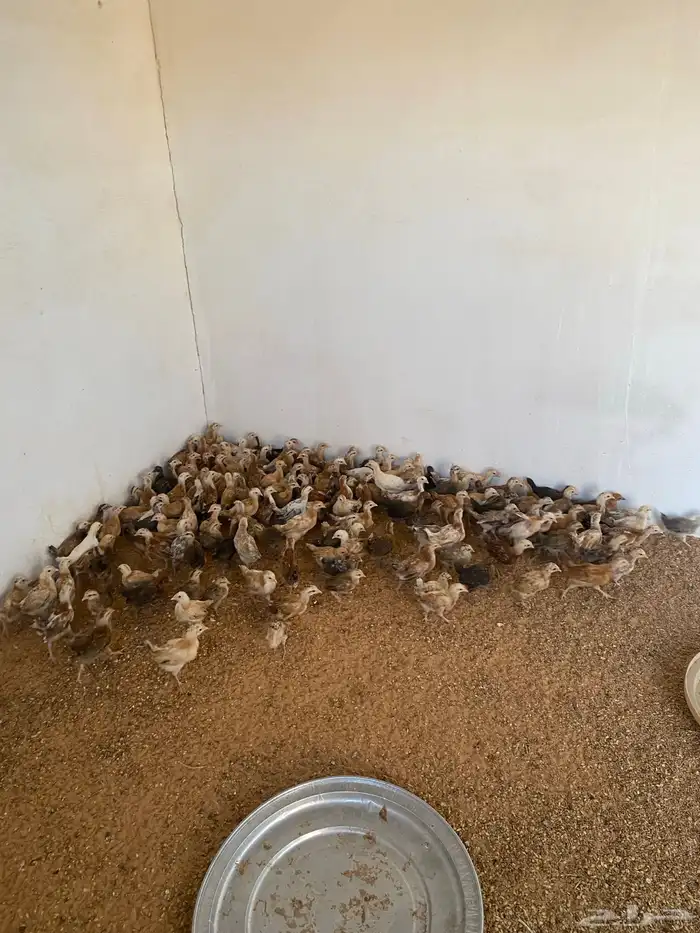 صيصان دجاج للبيع 0