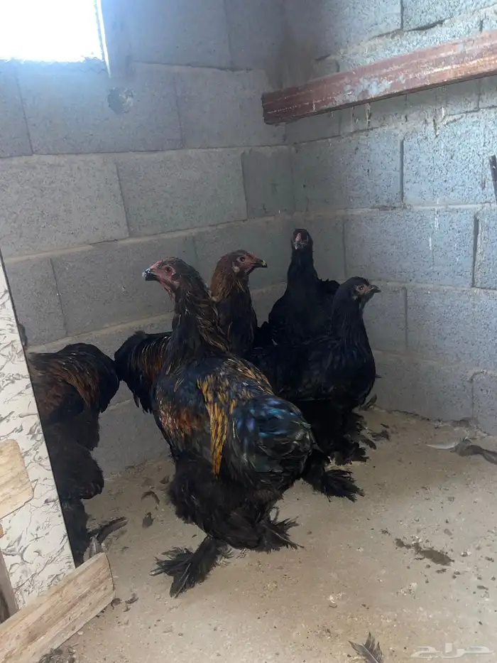 دجاج براهما 0