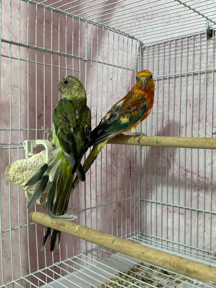 ببغاء براكيت 1