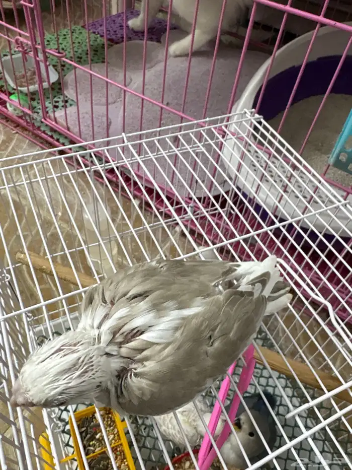 فروخ تحت الغر 1