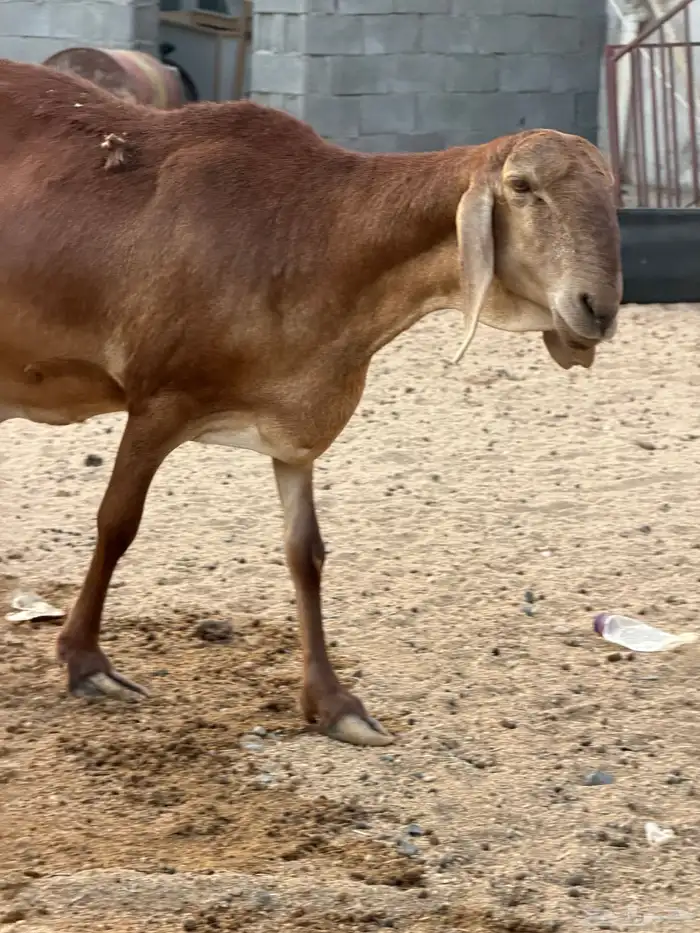 سوكني رخله حمراء ومعها طلي ورخله دورمان 6