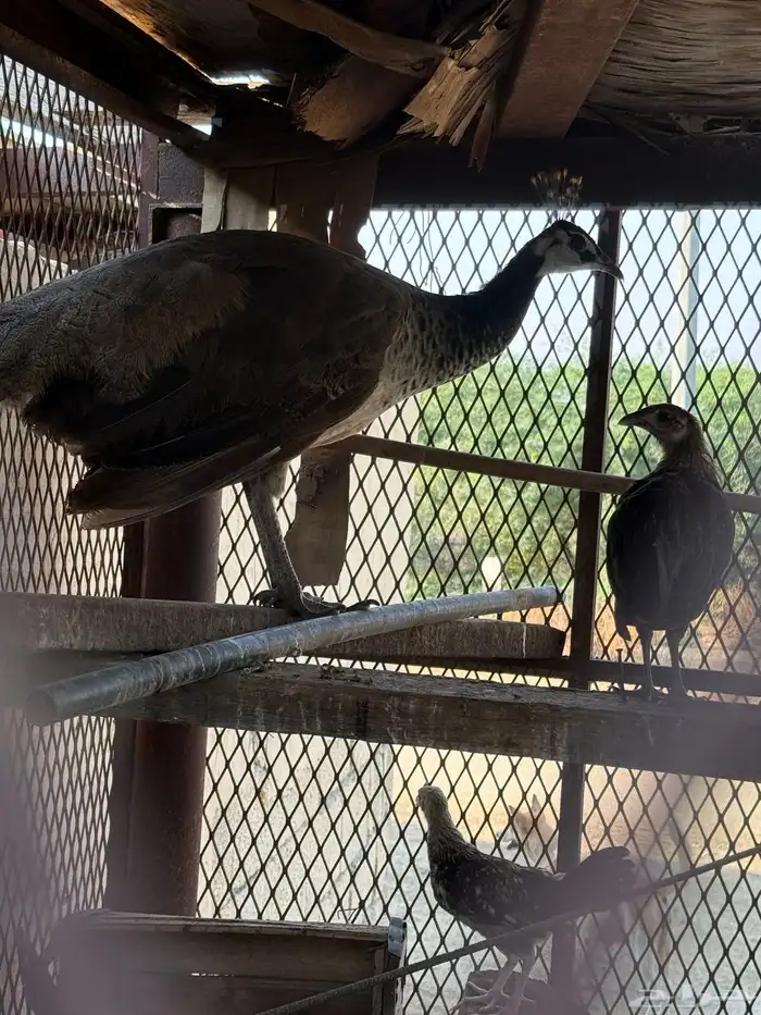 انثى طاووس 0