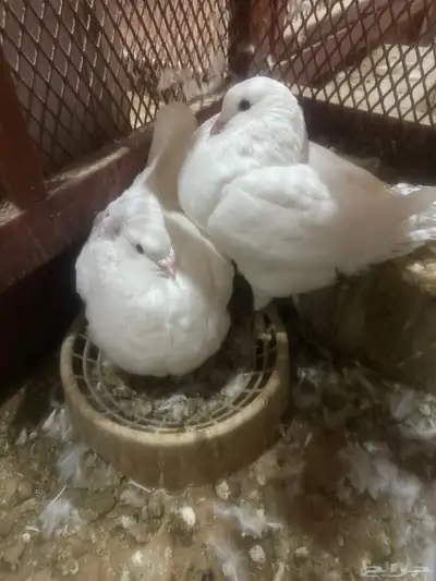 حمام كنق ابيض بعياله حمام كنق بني بعياله index