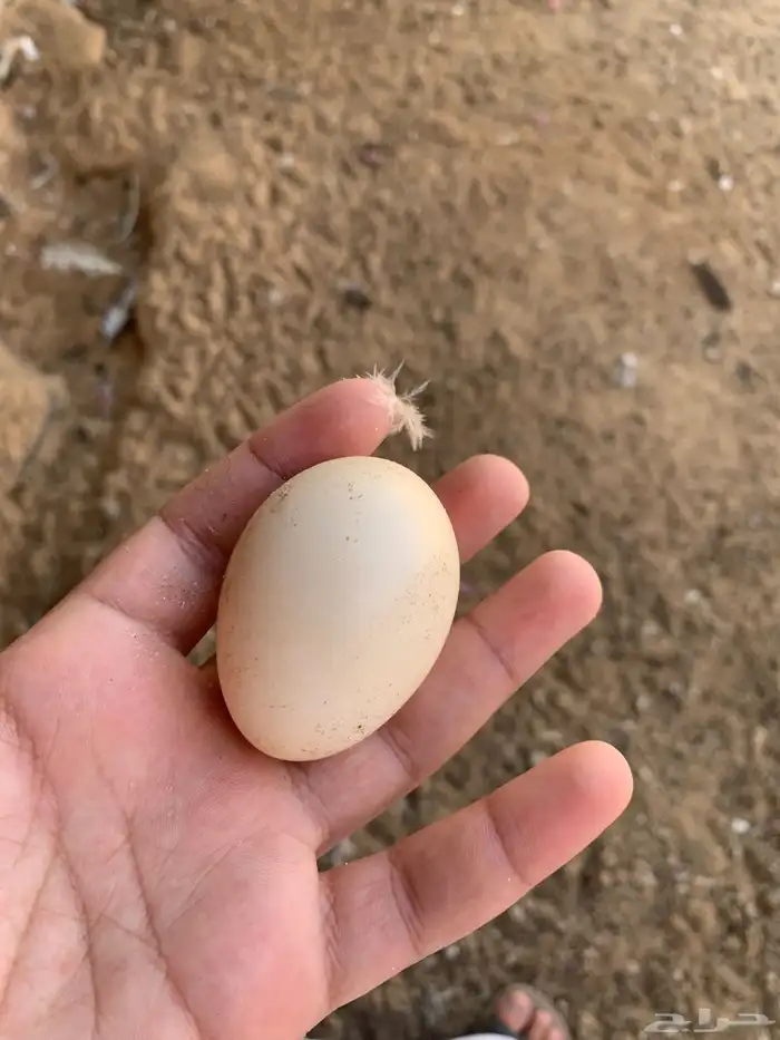 دجاجه باكستاني و ديك باكستاني 4