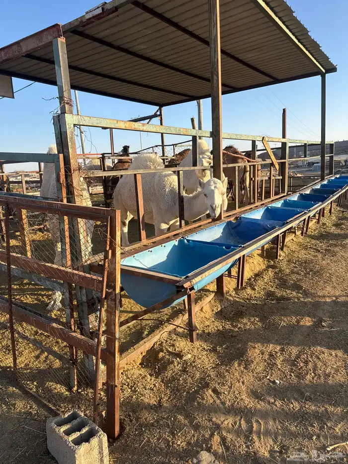 حاشي لباني شرط العمر ستة اشهر والحم تحدي مضمون في الصحن 1