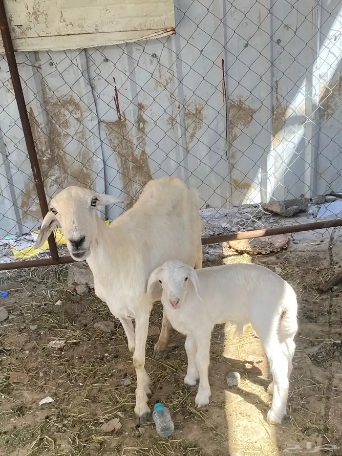 نعجه منتوجه 2