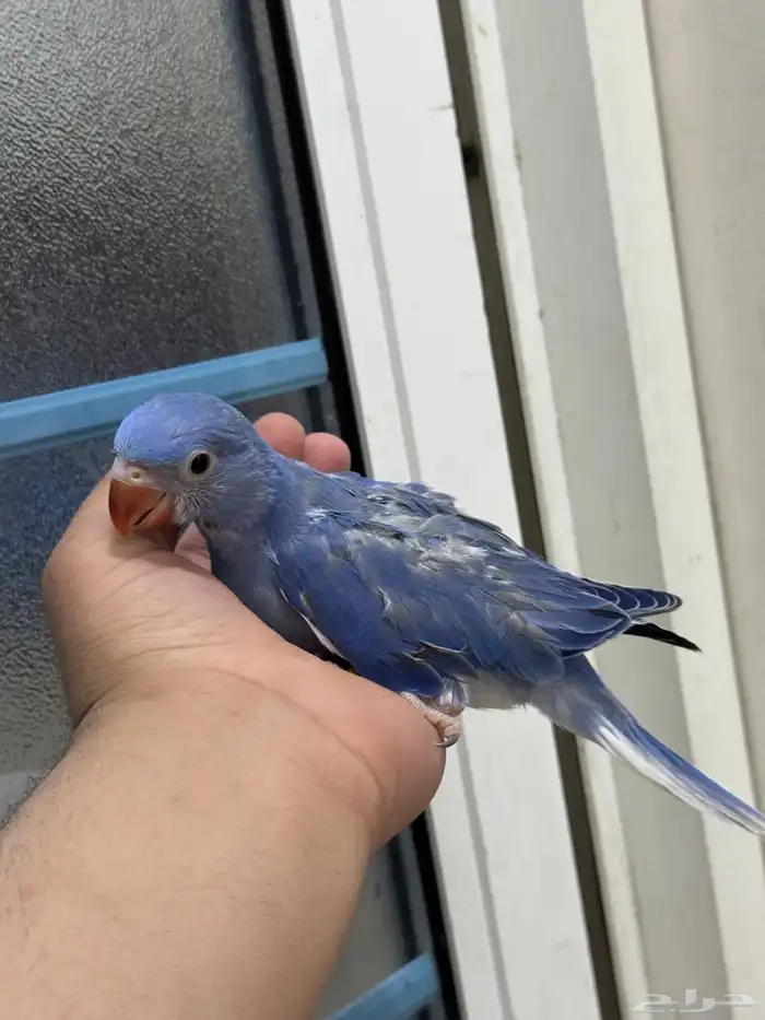 فرخ درة كلير هد فايلوت غر 0