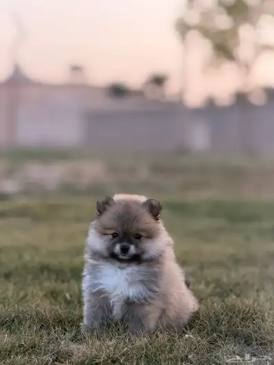 كلاب بومرينيان index