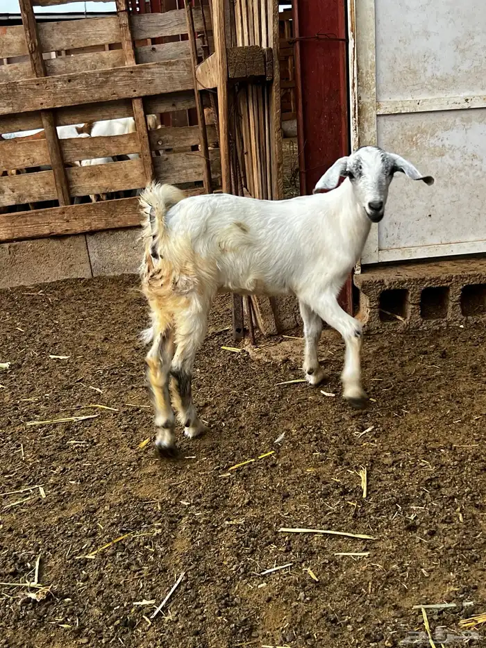 جفار وتيس للبيع 2