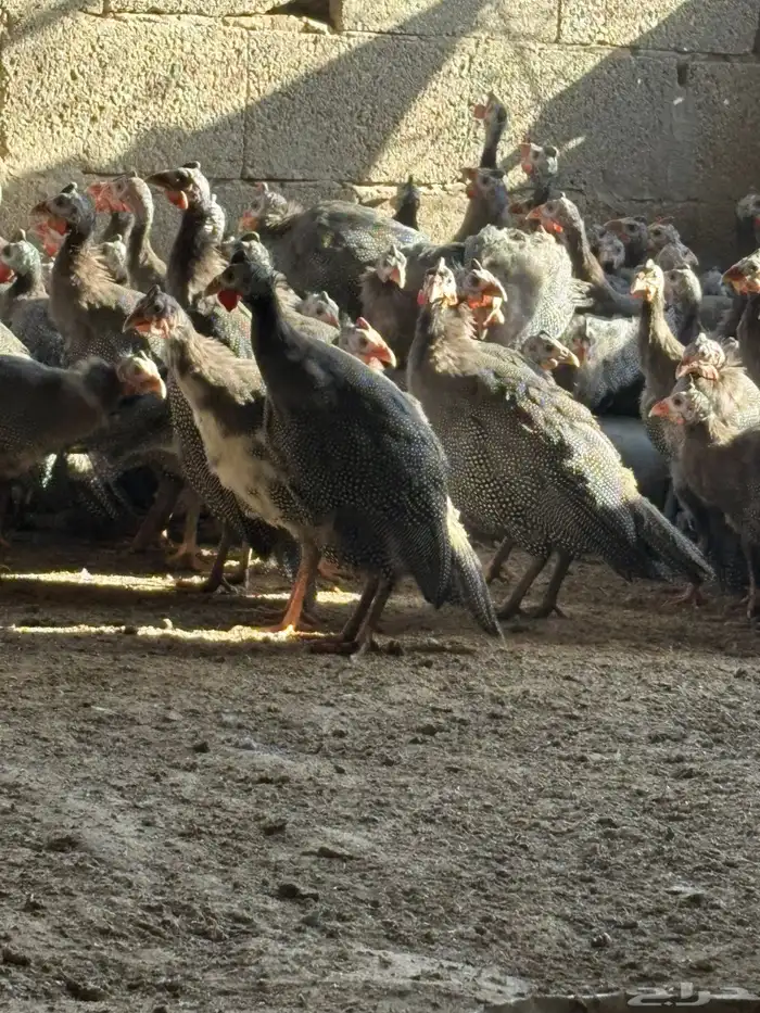 دجاج حبشي بشاير قريب البيض العمر خمس شهور 6