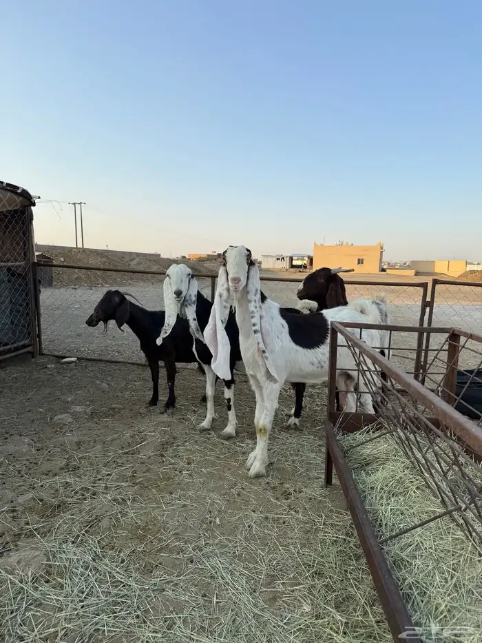 معزا هولنديات دفع للبيع 4