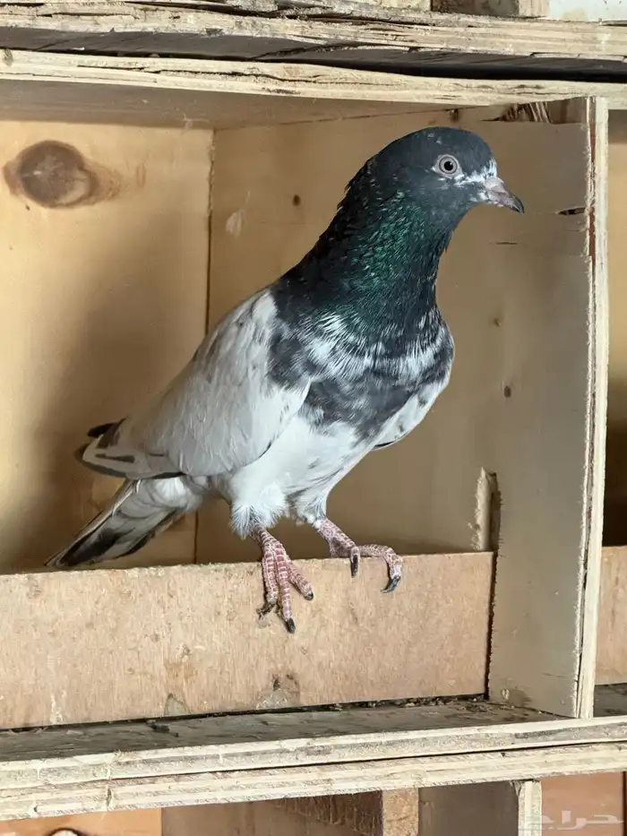 للبيع جوز تيدي طيار توه مكمل 2