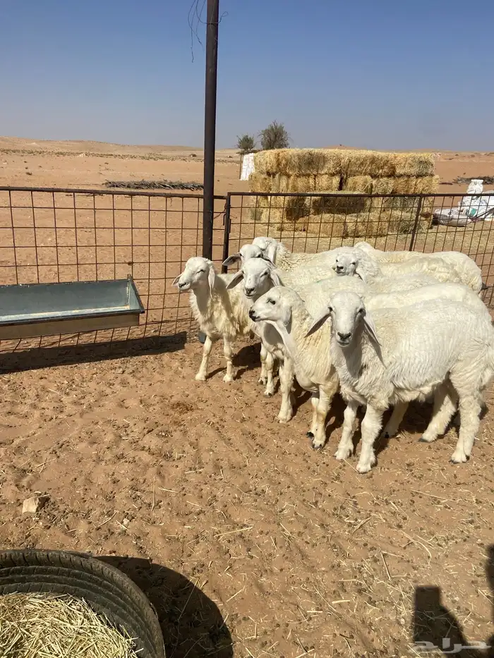 بهم حري خرفان 4
