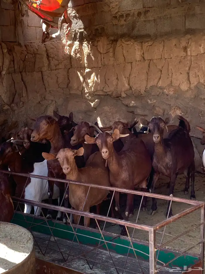 معزا جنوبيه مراح طيبه كلها من الجدعه الى السديدس تحتها تسعه 11