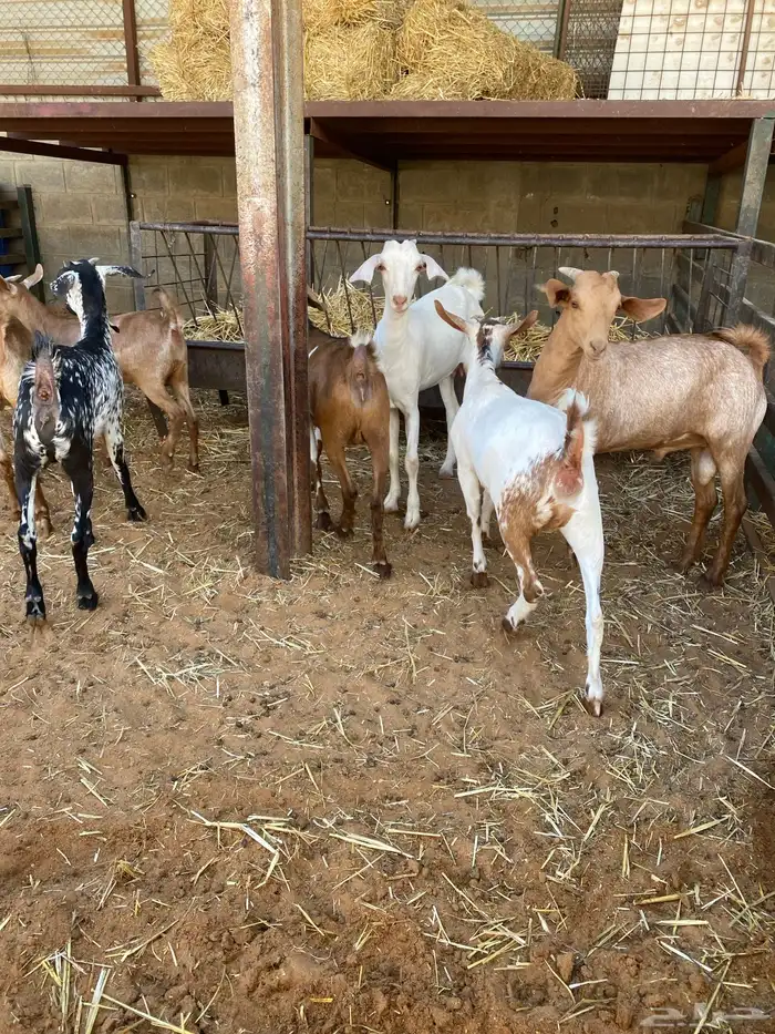 طليان نعيم وتيوس البيع - سوق الجربوع 3