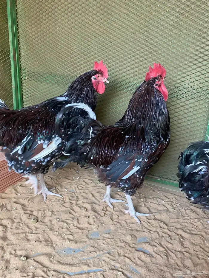 ديوك سوسكس انجليزي فحول 0