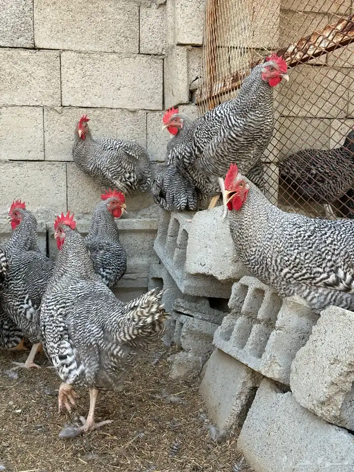 ديوك الامروك الامريكي دم صافي 5