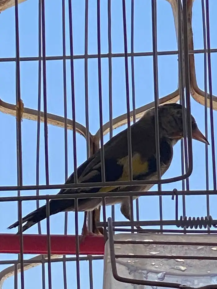 حسون سوري فرخ ذكر تم البيع 0