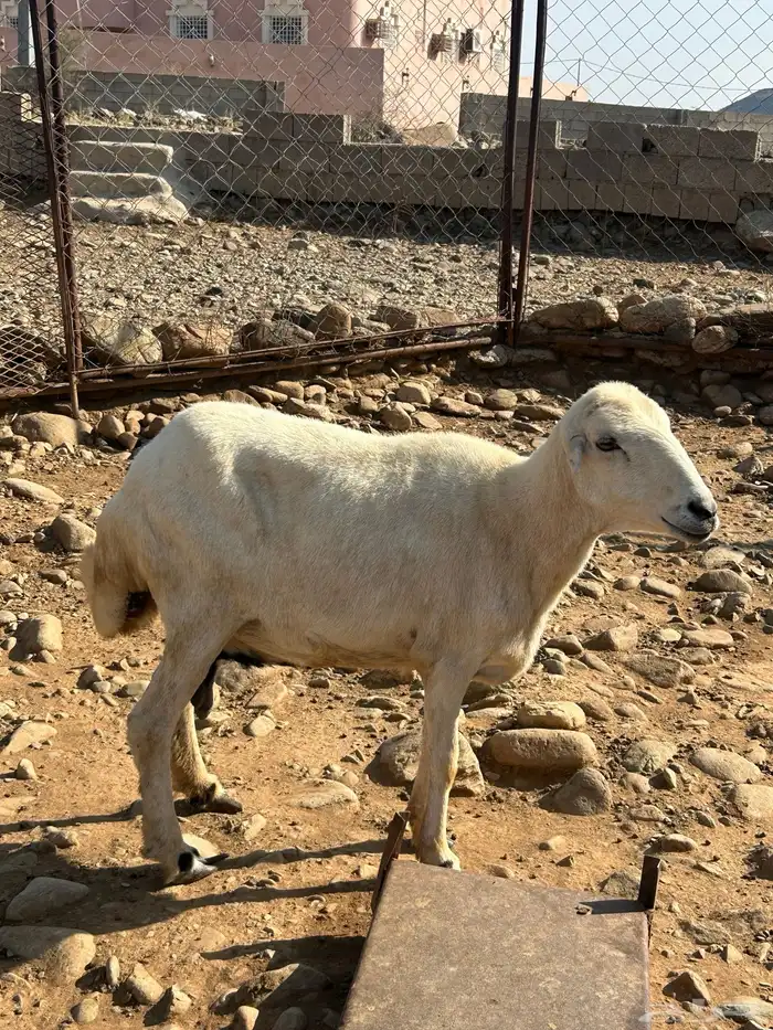 نعجه رفديه دافع 0