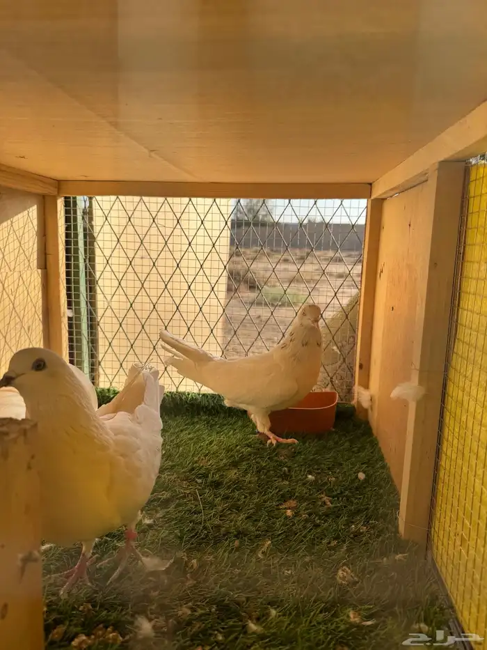 حمام باكستاني مستوى طيب 2