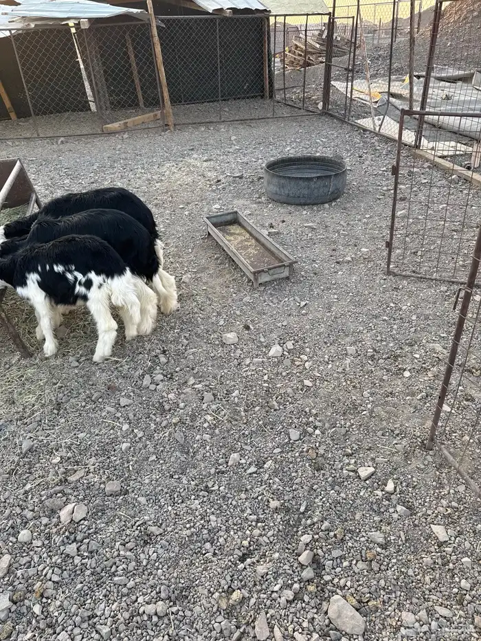 واخال نظيف عمارة أربع شهور مقفلة شحم وتصلح مقنوي نجد فاخرة 1