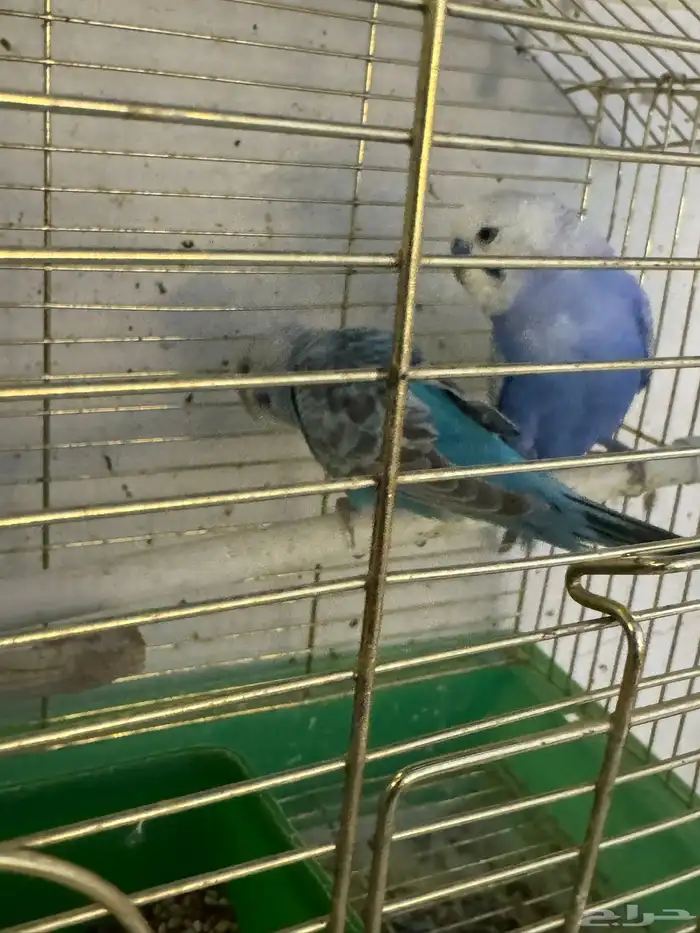 زوج بادجي هولندي 6