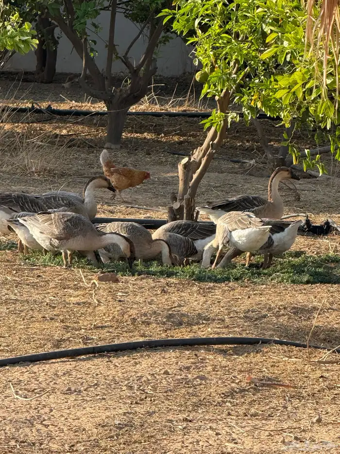 وز عراقي (توصيل مجاني داخل البكيرية ) 22