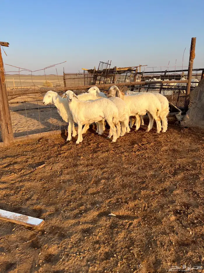 غنم مقاني 4