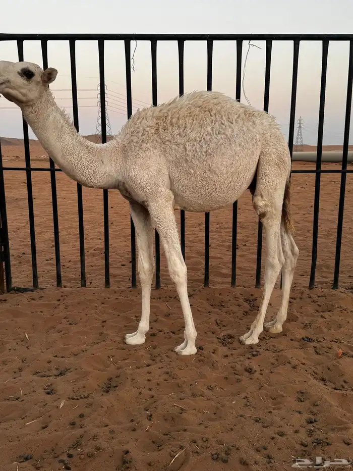 حاشي قصب طيب 0