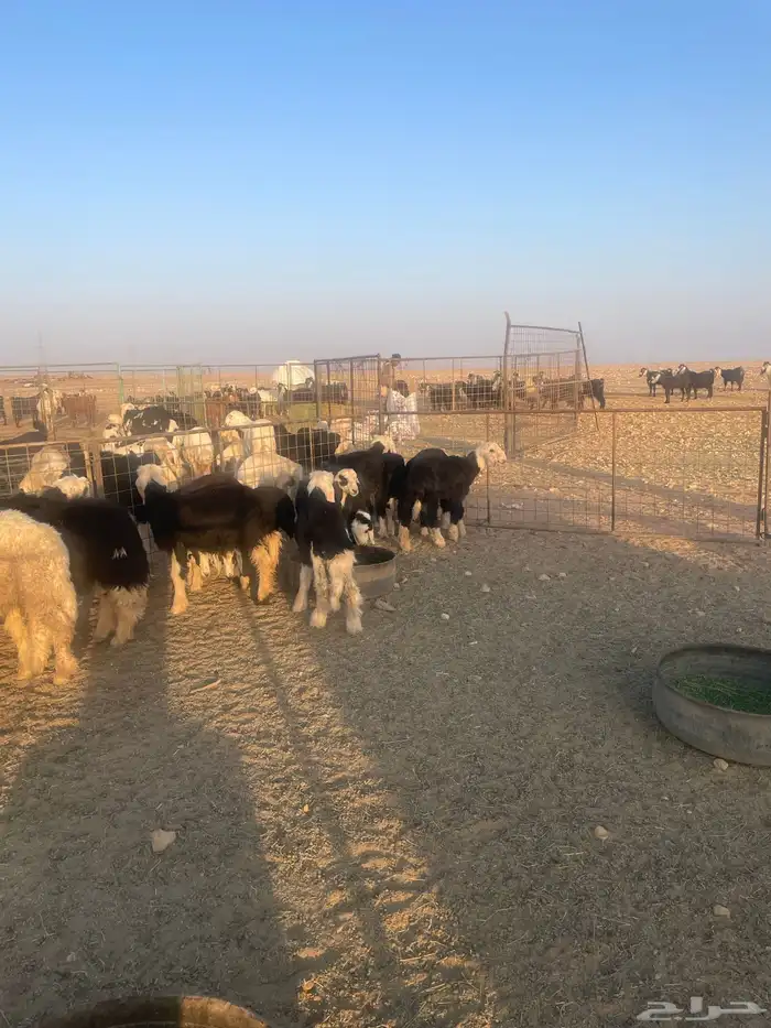 بهم نجد (( تم البيع )) 0