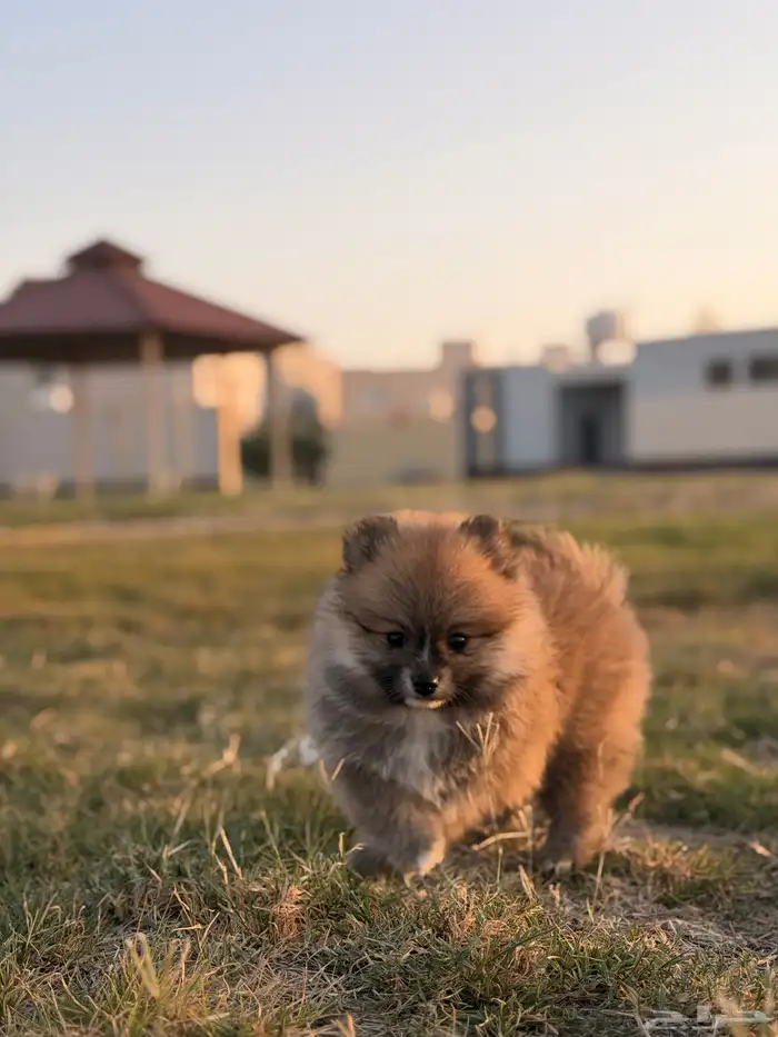 كلاب بومرينيان 2