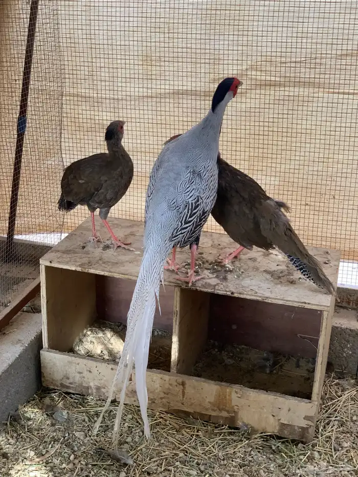 فزنت سيلفر طقم 1