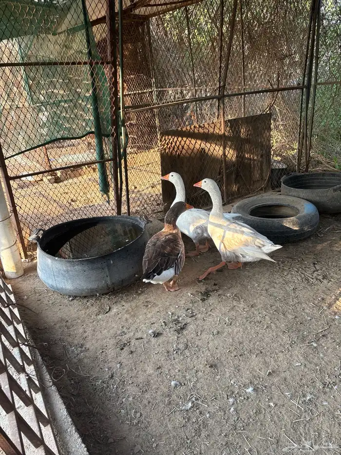 وز ذكر و انثتين 1