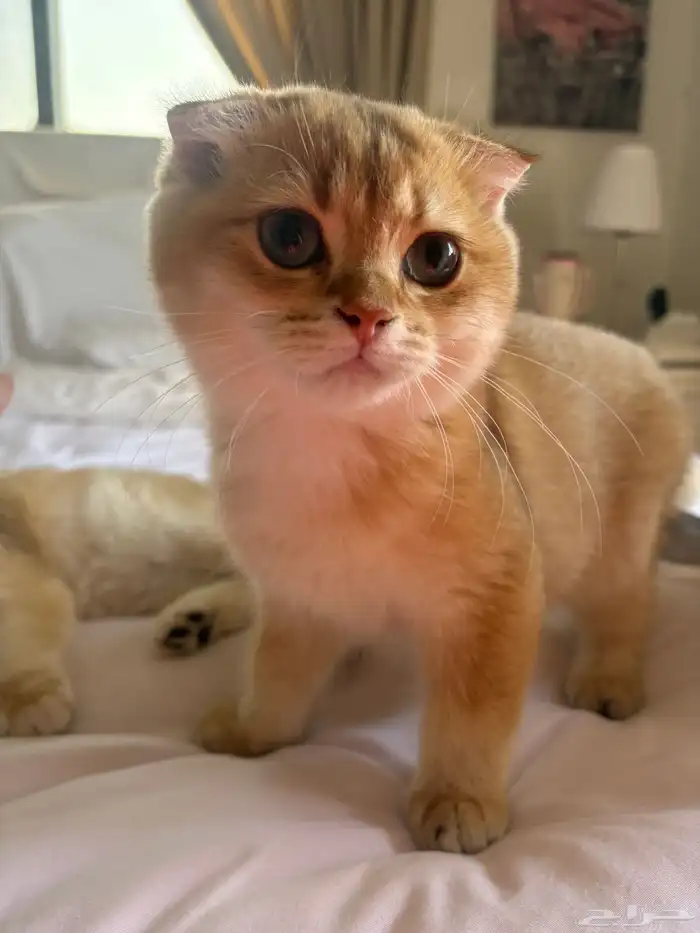 سكوتش فولد BY12ذكر مستوى بطل 2