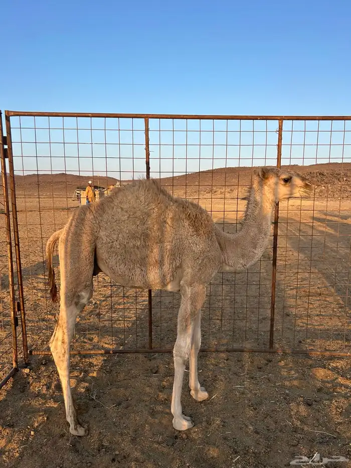 قعود للبيع 0