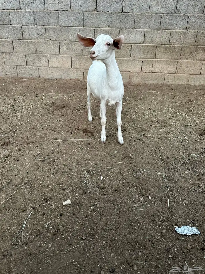 عناق فل شحم او مقنى 2