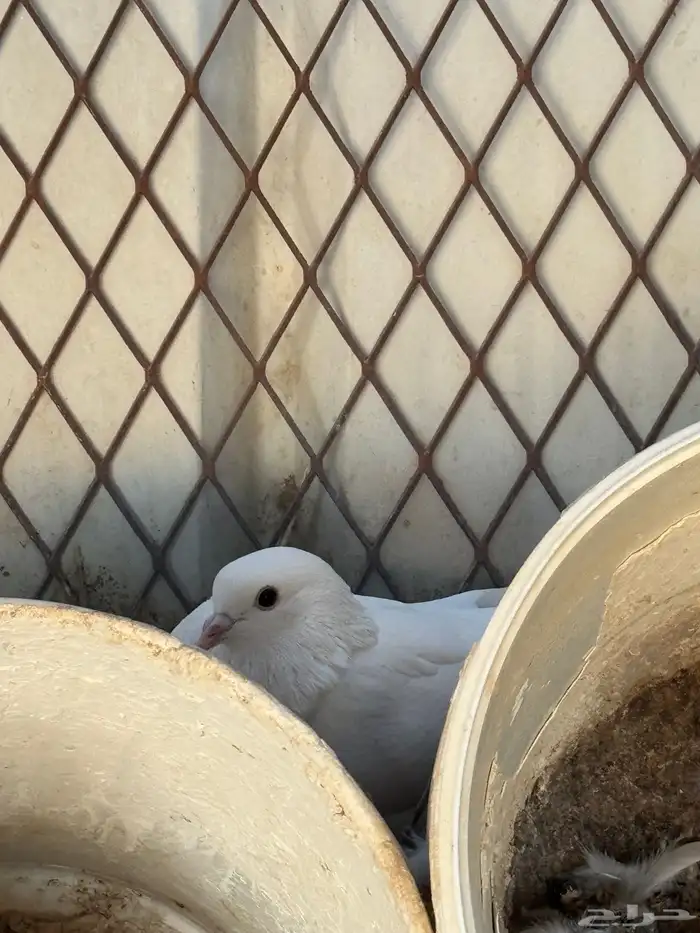 4 أجواز و فرده 3